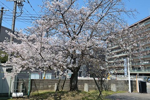 福岡本社にある桜